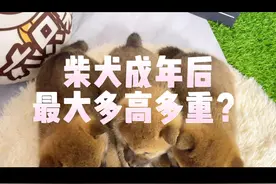 柴犬成年后最大多高多重