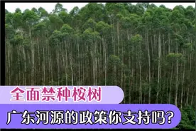 广东河源宣布全面禁止种植桉树，认识的都在拍手叫个好！