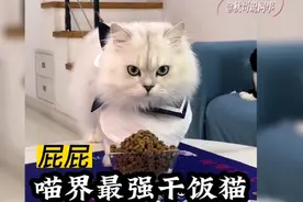 全网干饭最狠的猫，吃饭犹如挖掘机，一嘴下去少半碗视频封面
