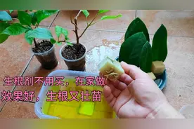 家里“两样”东西混一起，就是生根剂，生根又壮苗，我养花就用它视频封面