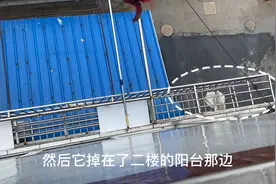大无语事件，碰到这种上海邻居真的很无语！视频封面