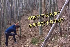 哪些竹子长冬笋？冬笋离竹子有多远？老莫正在解答中