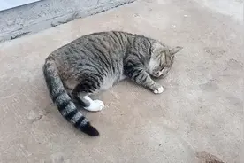 各路大神来看一下这只猫干什么？为什么趴在地上后腿一蹬一蹬的？