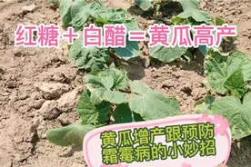 黄瓜高产有妙招，用红糖＋白醋喷一喷，既能增产又能防治病虫害