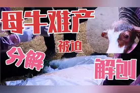 牛妈妈遭遇难产，兽医精心解救，最终采取了手术的方式母子平安。视频封面