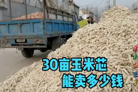 农村卖玉米剩下的玉米芯，1亩地能卖多少钱？收玉米芯大爷告诉你视频封面