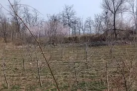 北京的后花园美丽的大延庆春天挖野菜喽