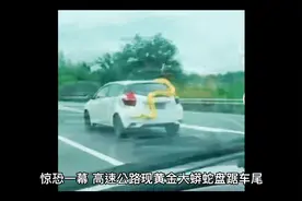 高速公路惊现黄金蟒视频封面