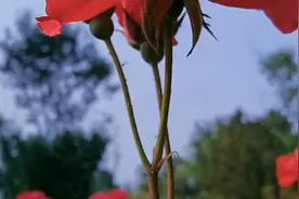 爱情本来并不复杂，来来去去不过三个字，我爱你，我恨你，算了吧视频封面