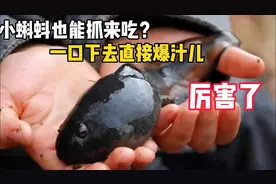 日本姑娘嘴馋，小蝌蚪也抓来吃，一口下去直接爆汁儿，长见识了！