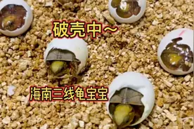 金钱龟是怎么孵化的？它破壳是什么样子的视频封面
