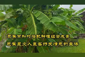 秋姐带你认识一下轻盈、美丽、优雅的景观植物“芭蕉”长什么样？视频封面