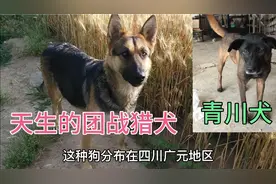四川的青川猎犬 好多养狗的人士还没有听说 这种犬机灵还看家护院