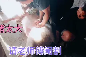 恩施琴姐第一次看见老师傅阉割两百多斤的后备母猪人吃亏猪也受罪