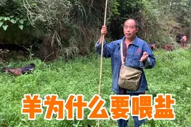 养羊小哥放羊，和朋友们分享羊为什么要喂盐，看看小哥怎么说的视频封面