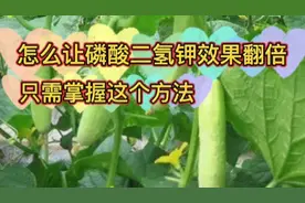 喷施磷酸二氢钾看不到效果，那是方法错了，这样用效果猛增视频封面