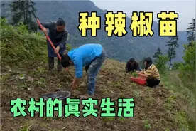 云南勇哥：挖完大蒜种辣椒苗，一家三代人的辛勤劳动，期待丰收