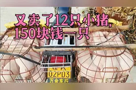又卖了12只小猪才150块钱一头，共1800多一点，养猪没有什么盼头视频封面