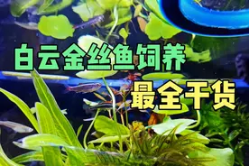白云金丝鱼怎么养，怎么区分公母，能不能冷水养殖多少度会冻死
