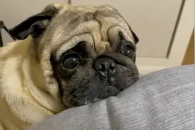 小狗狗能否抵挡住炸鸡的诱惑呢视频封面