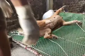 给狗狗做绝育手术 9