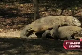科莫多巨蜥的繁殖过程有些鲁莽，最后一刻和两脚兽也差不多/哈哈