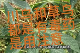 抗风湿除痹痛药物  川乌和草乌