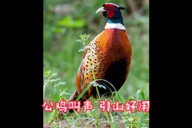 野鸡叫声，能让鸡围车转的好音煤，建议收藏备用。视频封面