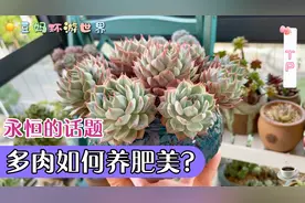 多肉如何养得又肥又美？倾情呈上打油诗一首～☕️视频封面