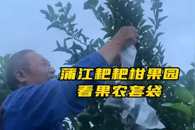 成都蒲江耙耙柑全国有名，每年10月是果农套袋的季节，走去看看