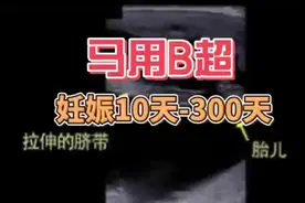 母马配种10－300天视频封面