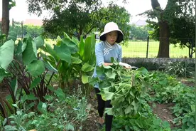 红薯藤疯长，修剪了做成创意的吃法，不要太香哦