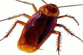 蟑螂对人体的危害有多大