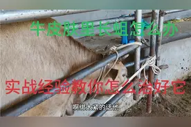 牛羊皮肤里长蛆，我用实战经验教大家怎样治疗，百之百治愈，