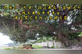 传统弓“羚羊”改造过，用扁皮筋也可以接受。