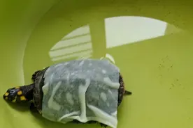 龟龟得白眼病，没有食欲，药膏眼药水，各种伺候，快点好起来吧，视频封面