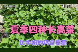 夏季四种“长高菜”，孩子身高“加速器”，家长们记得常给孩子吃