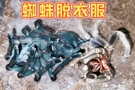 罕见！10cm大蜘蛛蜕皮过程，1分钟就分裂成两个！太神奇了