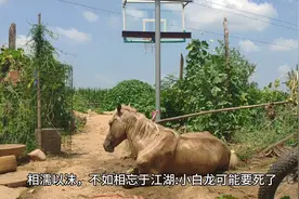 中国河南周口乡村:一匹白龙马可能大概也许真的就要死掉了视频封面