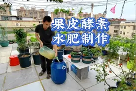 制作果皮酵素有机肥水，加入3物，发酵效果好