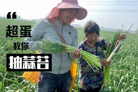 小伙下地帮公婆抽蒜苔，用自制抽蒜苔神器，这方法及省时又抽不断视频封面