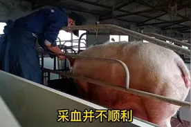 口蹄疫检测要求采血40ml，海燕两个人忙活半天未果，无奈毁头猪视频封面