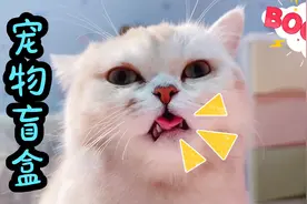 买了一个宠物盲盒，听说可以开出布偶猫？盲盒里的猫咪惨不忍睹