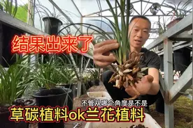 草碳植料PK兰花植料结果出来了，看看这根咋样，掌握配比放心使用