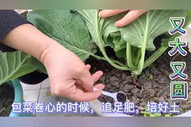 包菜在刚刚卷心的时候，学悦妈这样追肥培土，包菜会长的又大又好视频封面