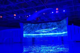 海豚，白鲸，都是有灵性的海洋动物，它们接受能力很强