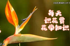 早上好！每天一花第255种天堂鸟花花语是自由、吉祥、快乐幸福。
