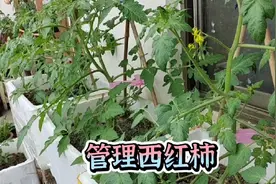 怎样给西红柿打杈，第一穗花要不要留，不同管理方法视频封面