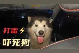 带着狗狗自驾游，遇见打雷闪电的暴雨天，把狗狗吓的坐立不安视频封面