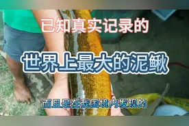 我国记录的最大的泥鳅视频封面